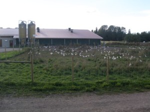 Beteshagen full av höns på Berga gård